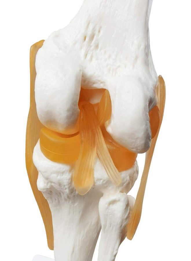EVOTECH SCIENTIFIC Human Functional Knee Joint Model, with Ligament, Life Size for Medical Teaching Learning, Clinic Demonstration, Students Learning Education Display Tool - Image 4